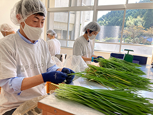 写真：ニラの出荷補助業務の様子
