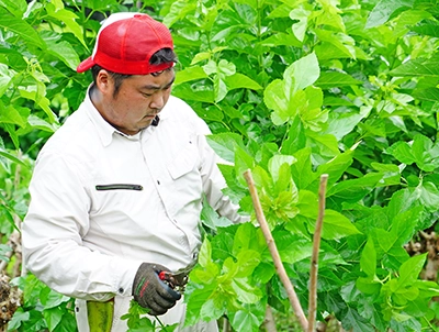 画像：桑の収穫