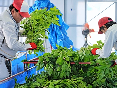 画像：カイコに桑を与える作業