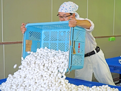 画像：生産した繭